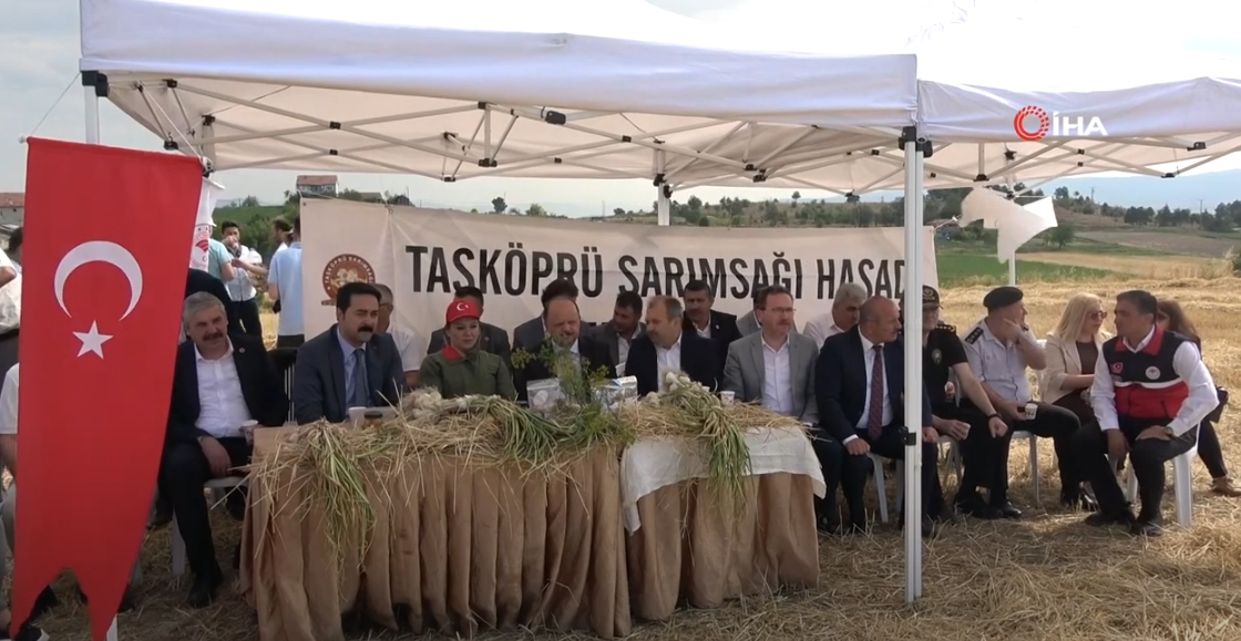 TAŞKÖPRÜ SARIMSAĞINDA HASAT DEVAM EDİYOR