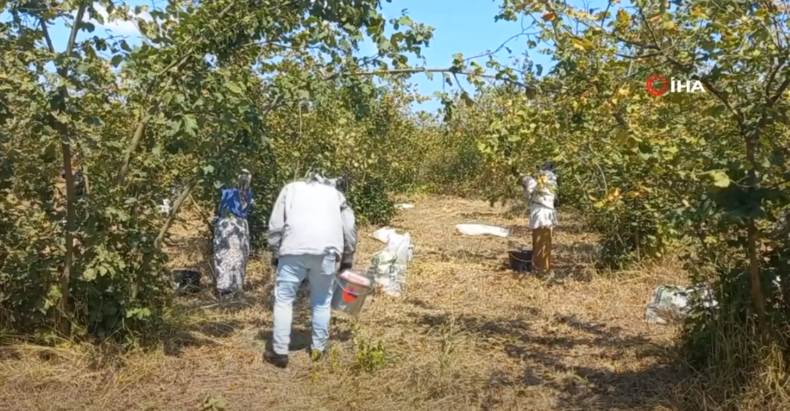 FINDIK ÜRETİCİLERİ ERKENDEN HASAT YAPMAYA BAŞLADI