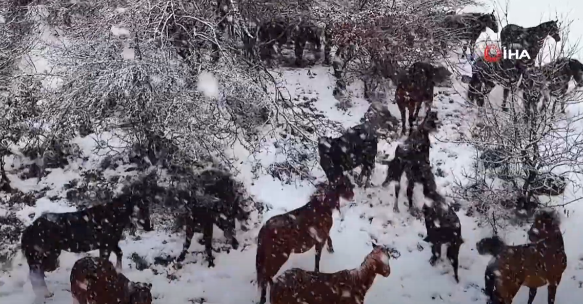 BOLU'NUN MEŞHUR YILKI ATLARI BÖYLE GÖRÜNTÜLENDİ