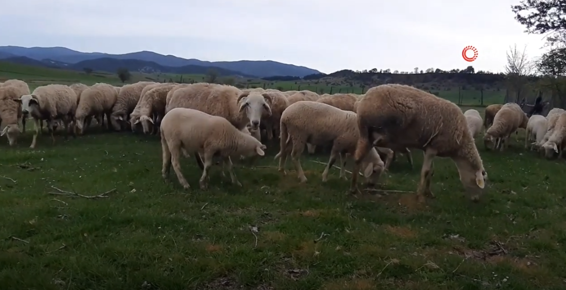 YILLARIN ÇOBANI MEŞE,KÜÇÜKBAŞ HAYVANLARINI OTLATTI