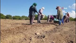 DÜNYANIN EN PAHALI BAHARATI TOPRAKLA BULUŞTURULDU