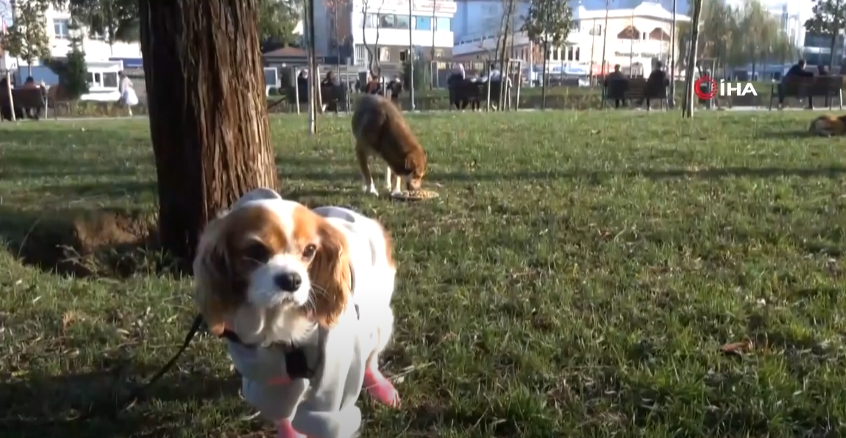 KÖPEĞİNE DOĞUM GÜNÜ YAPTI MAMALARI HAYVANLARA DAĞITTI