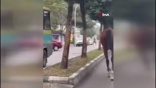 YERİNDEN ÇIKAN MAZGAL VE BAŞIBOŞ AT TRAFİĞİ TEHLİKEYE ATTI